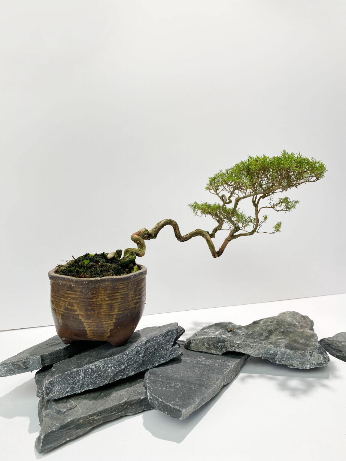 Baeckea Frutescens Bf Bonsai Tea