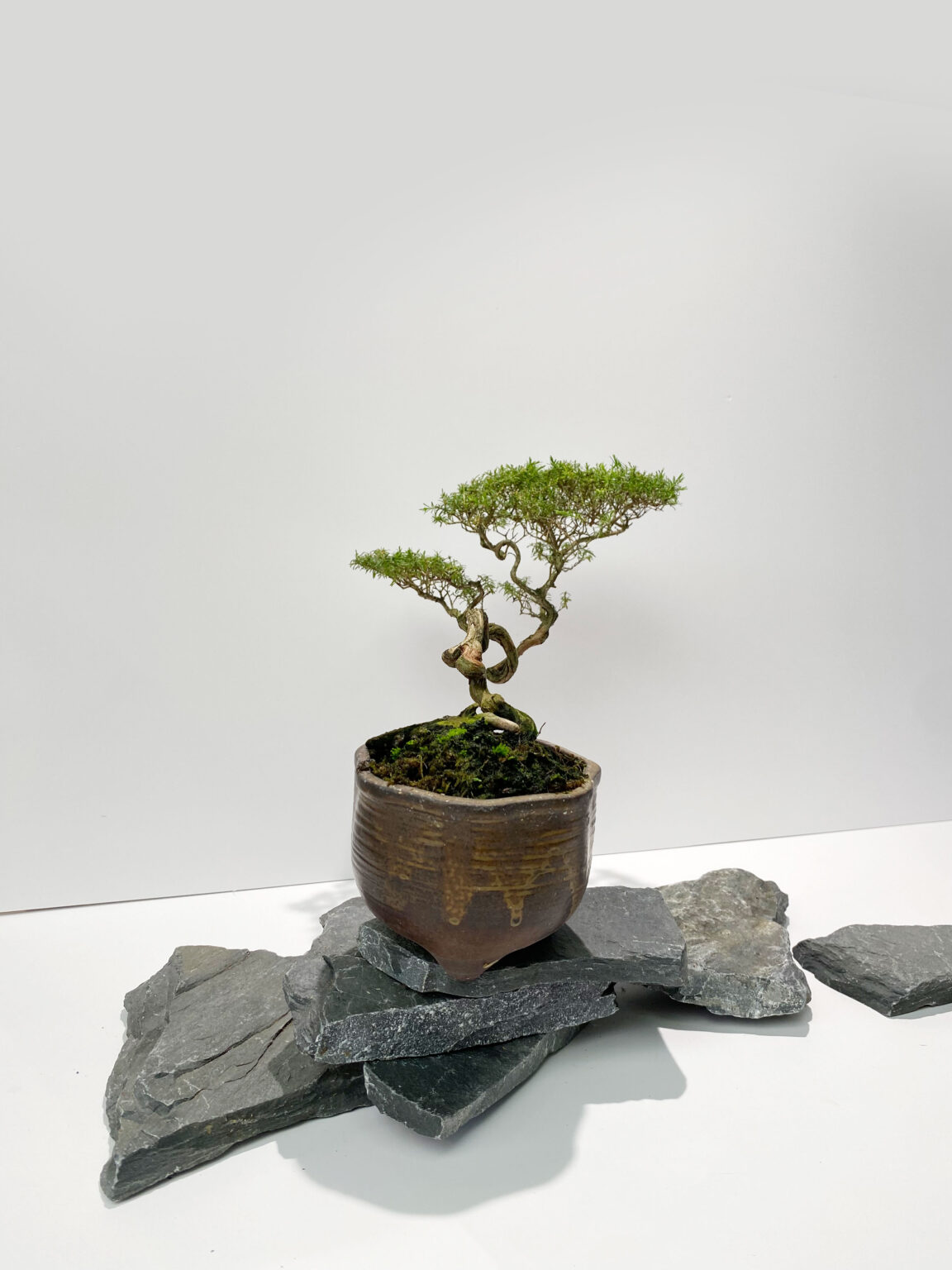 Baeckea Frutescens Bf Bonsai Tea