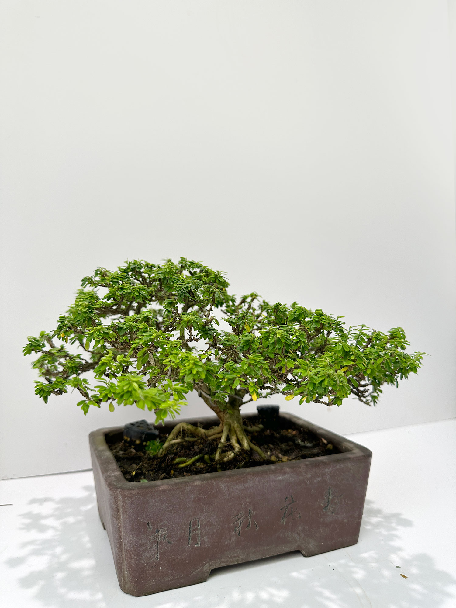 Blue Bell Mini Leaves / Linh San 米叶凌珊 BB6811 - BONSAI & TEA 树藏茶居