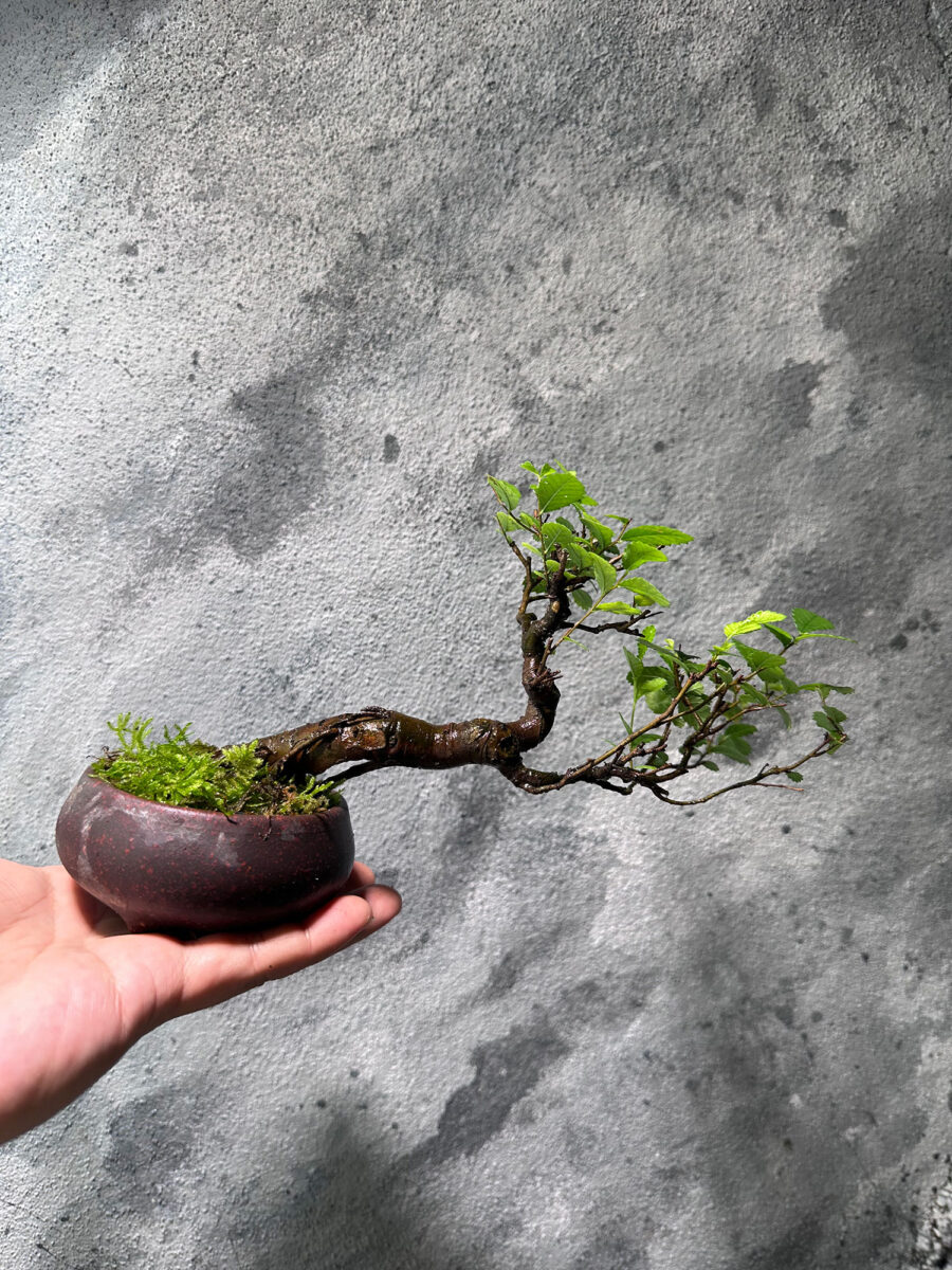 Ulmus Pumila Bonsai 悬崖榆树 UPB1055