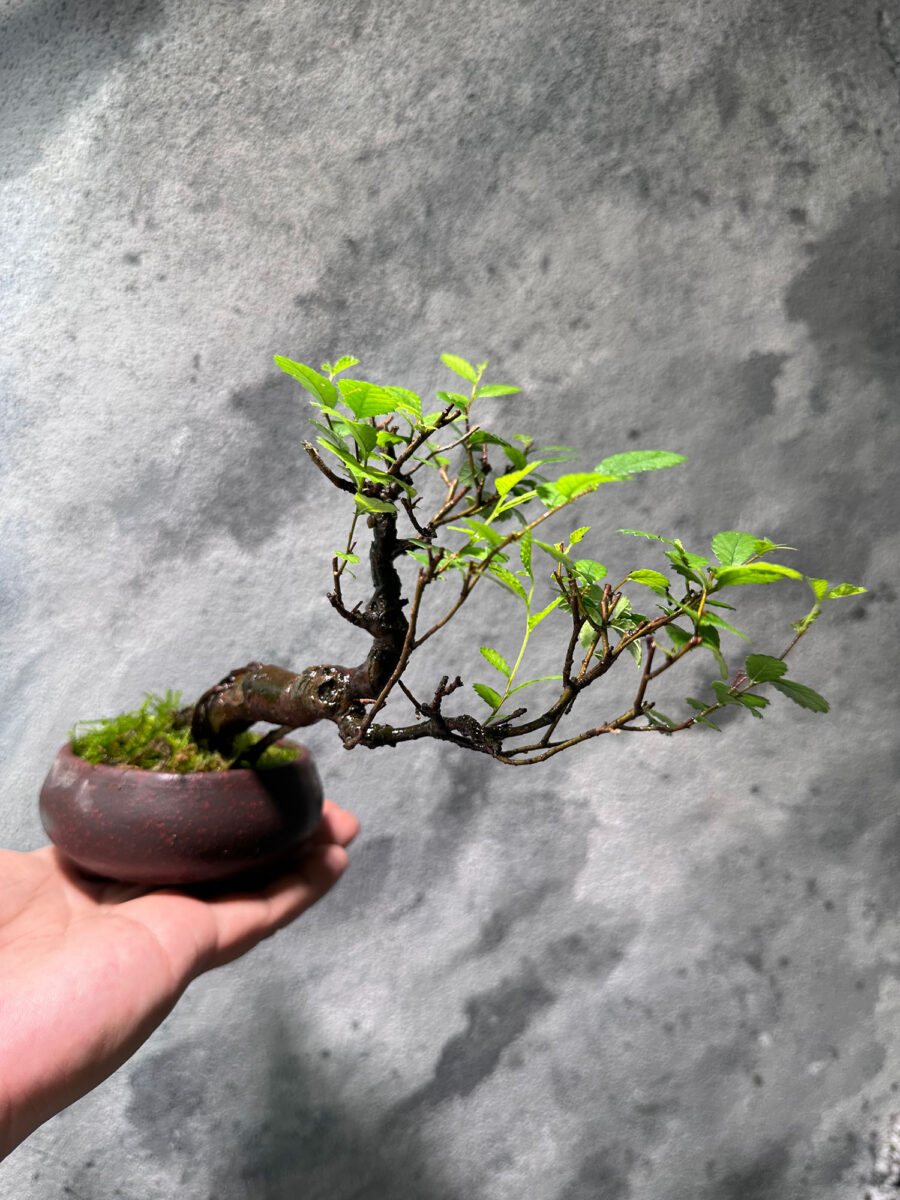 Ulmus Pumila Bonsai 悬崖榆树 UPB1055 - Image 2