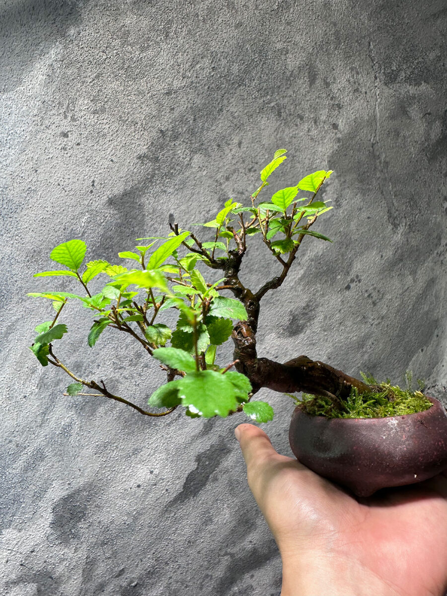 Ulmus Pumila Bonsai 悬崖榆树 UPB1055 - Image 3