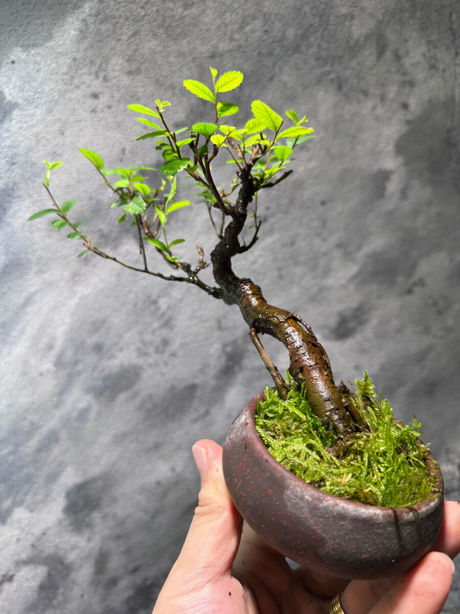 Ulmus Pumila Bonsai 悬崖榆树 UPB1055 - Image 4