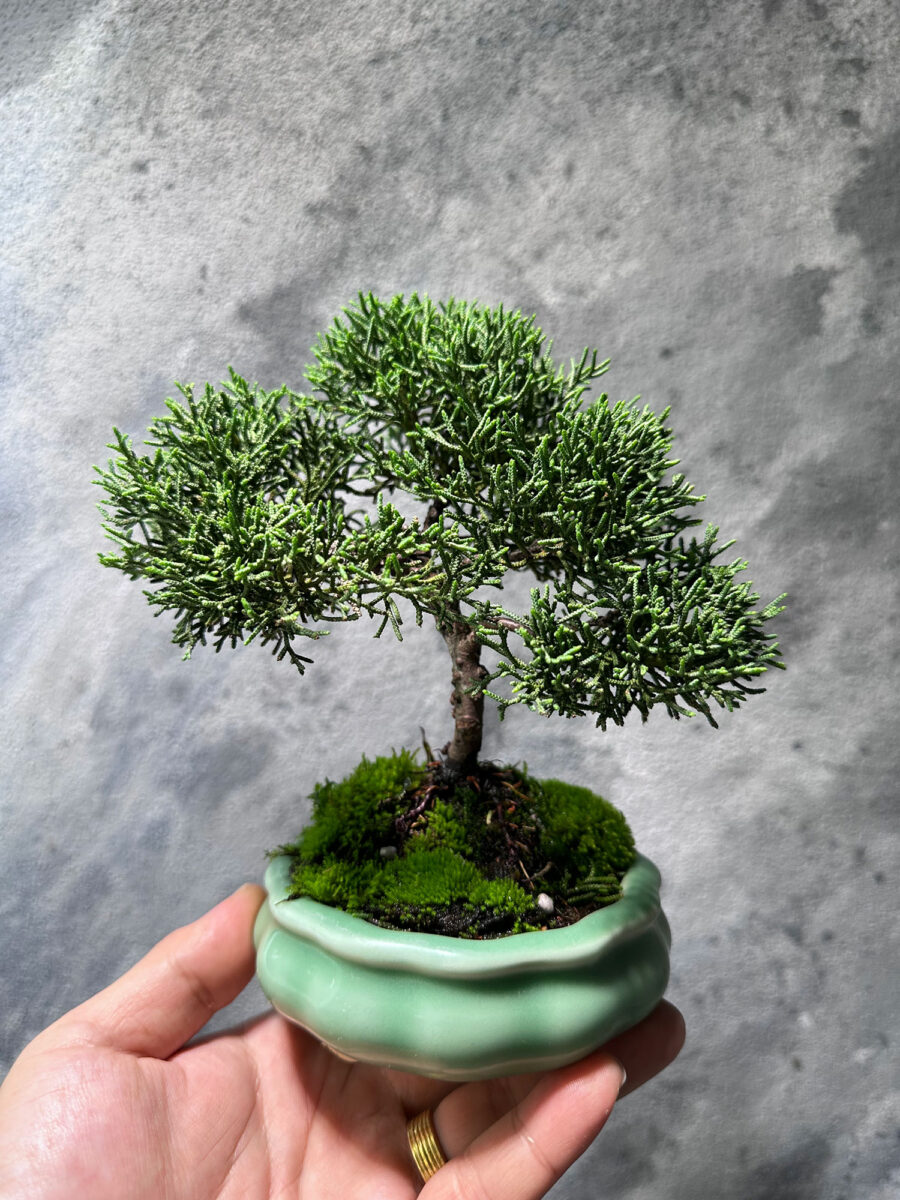 Japanese Juniper Shimpaku 日本真柏 JJS0099