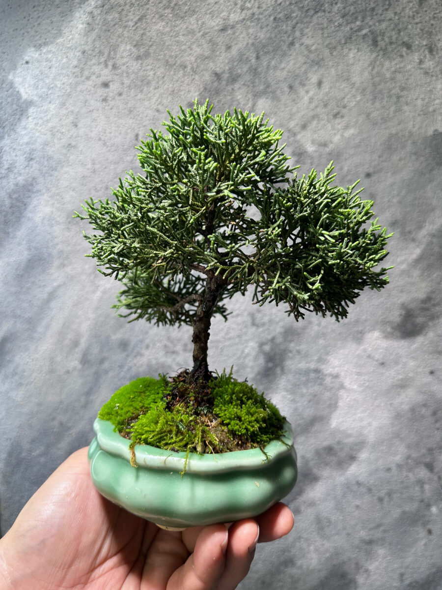 Japanese Juniper Shimpaku 日本真柏 JJS0099 - Image 2