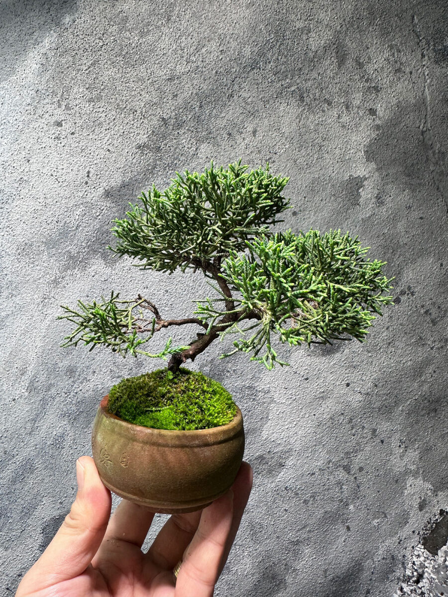 Japanese Juniper Shimpaku 日本真柏 JJS4193