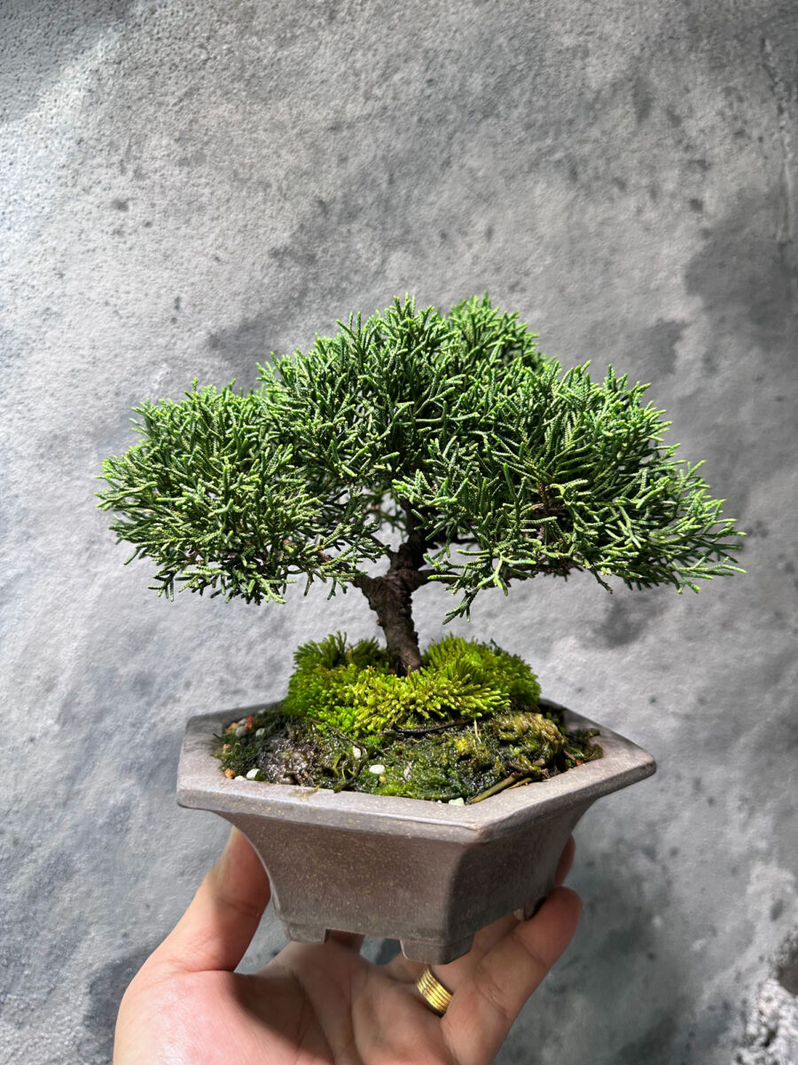 Japanese Juniper Shimpaku 日本真柏 JJS8117