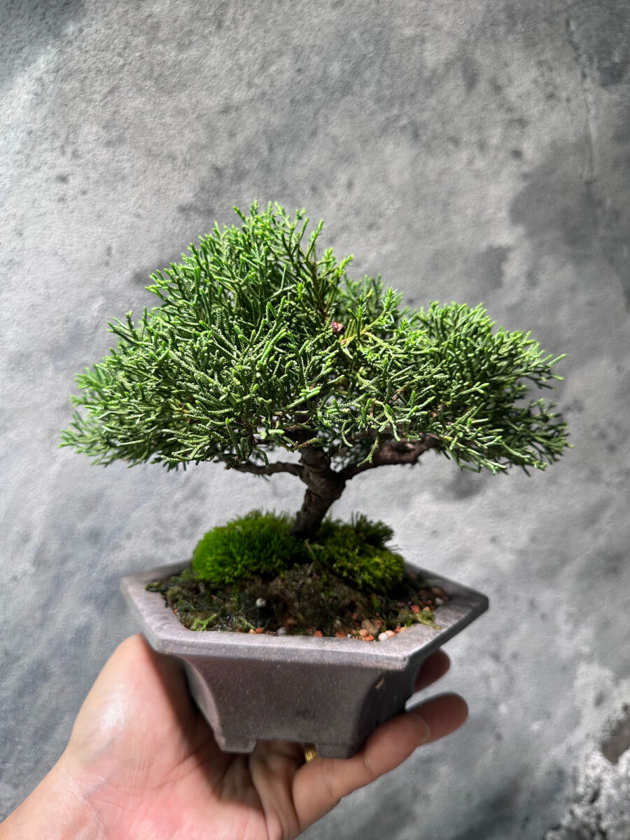 Japanese Juniper Shimpaku 日本真柏 JJS8117 - Image 2