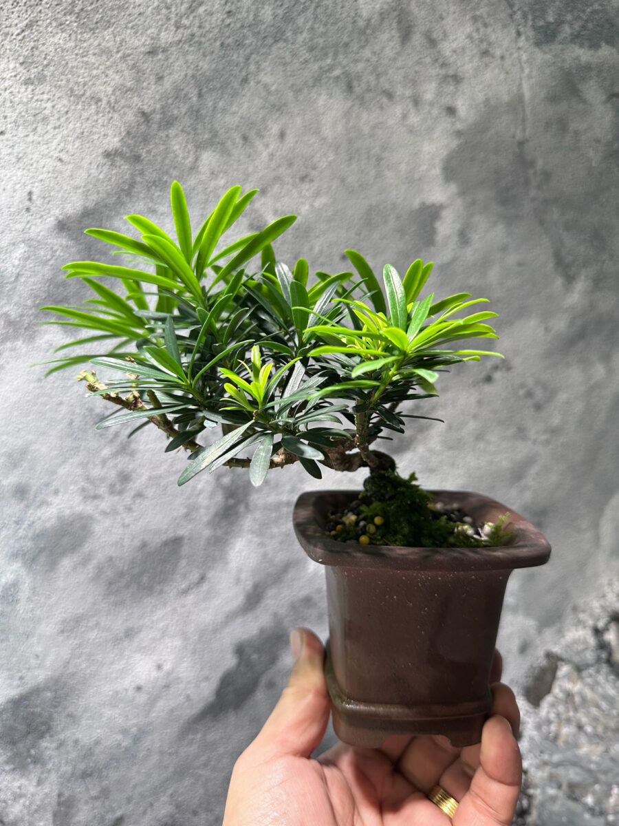 Podocarpus Macrophyllus 罗汉松 PM3345