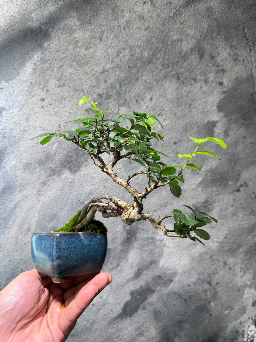 Ulmus Pumila Bonsai 悬崖榆树 WPB4556