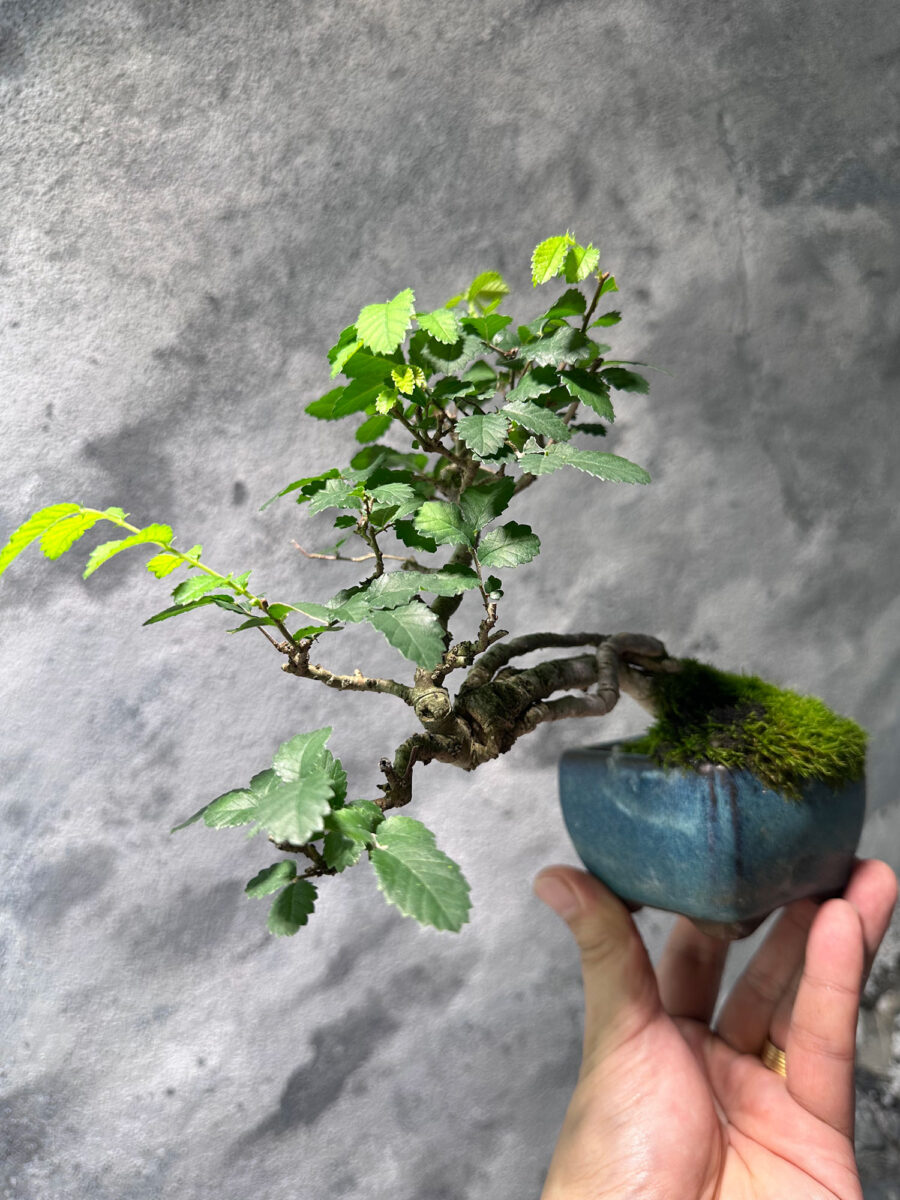 Ulmus Pumila Bonsai 悬崖榆树 WPB4556 - Image 2