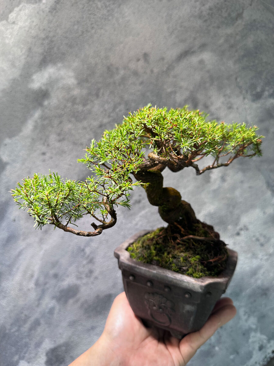 Baeckea Frutescens 老树香松 BF2315 - Image 3