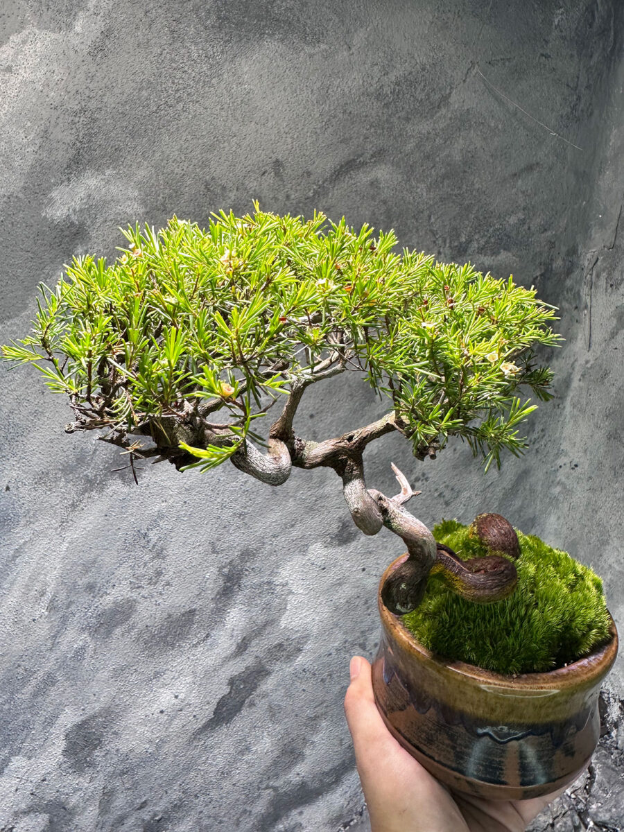 Baeckea Frutescens 老树香松 BF7229 - Image 4