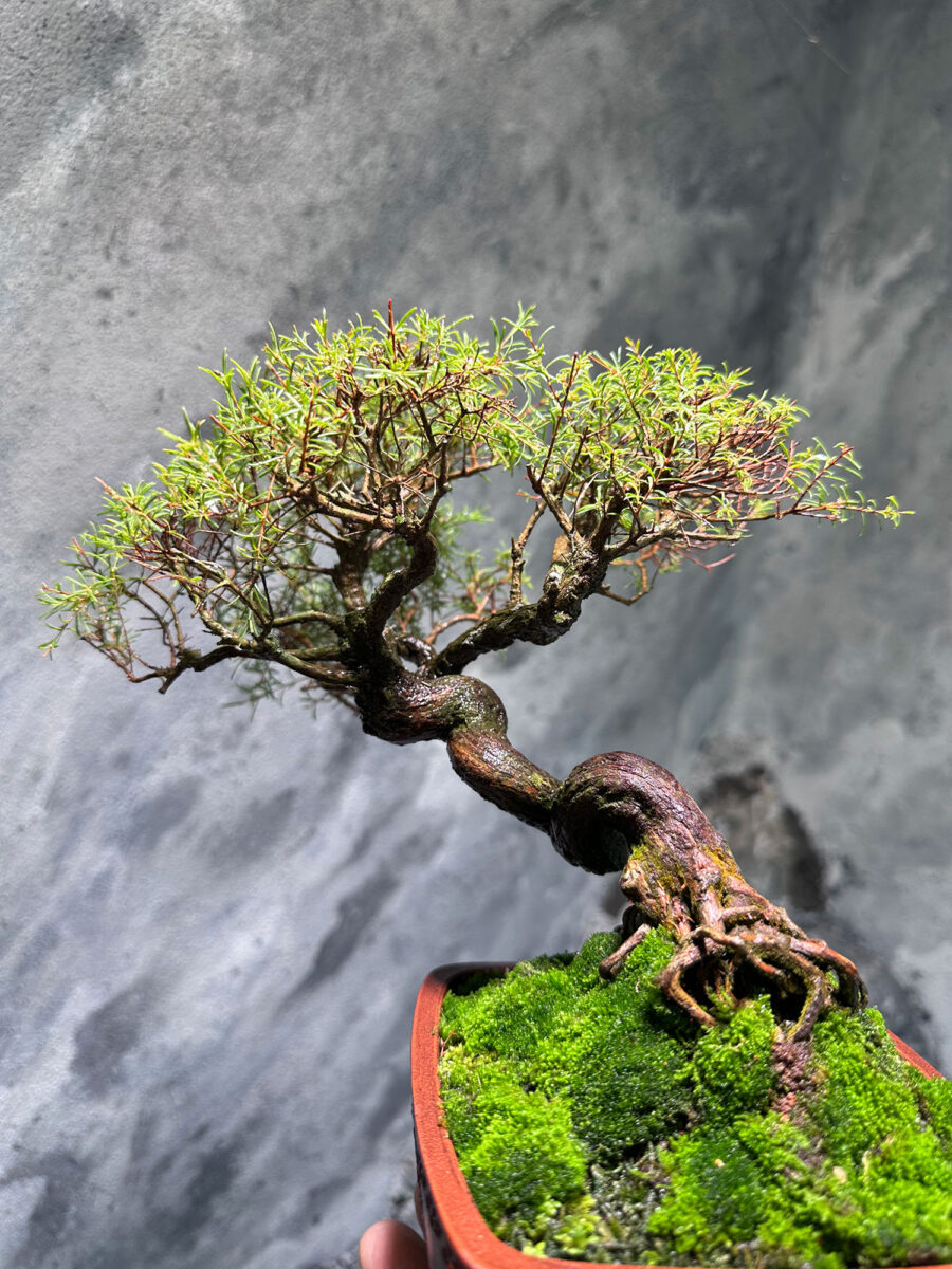 Baeckea Frutescens 老树香松 BF9112 - Image 3